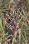Pitted beardgrass